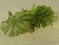 Drosera rubiflora 1